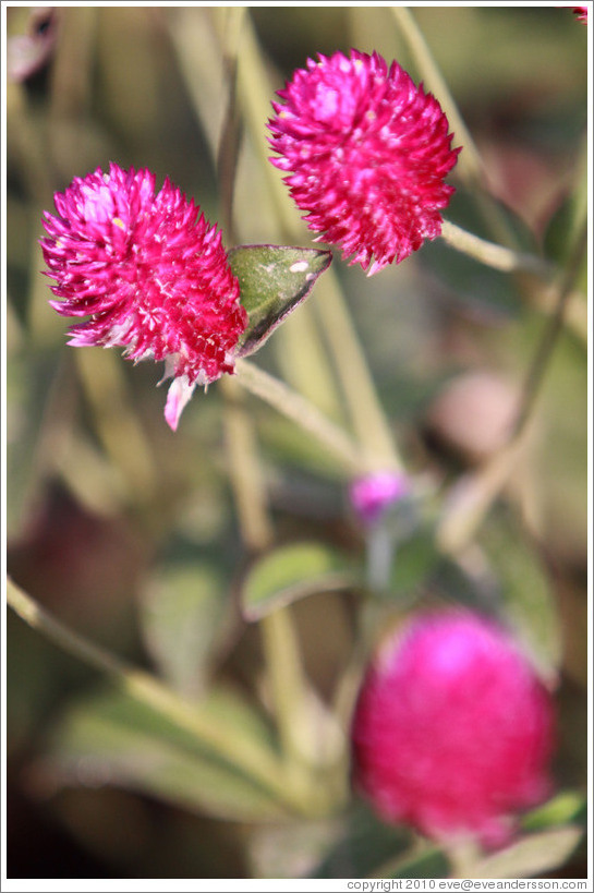 Magenta flowers, Parador de San Francisco, Alhambra.