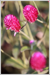 Magenta flowers, Parador de San Francisco, Alhambra.