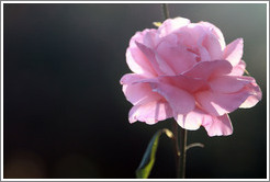 Pink rose, Parador de San Francisco, Alhambra.