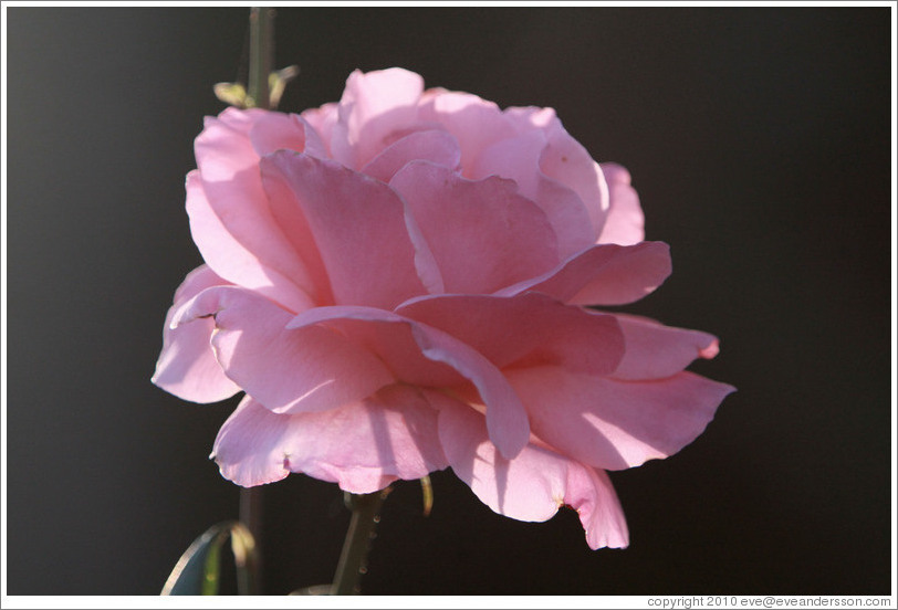 Pink rose, Parador de San Francisco, Alhambra.