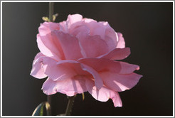 Pink rose, Parador de San Francisco, Alhambra.