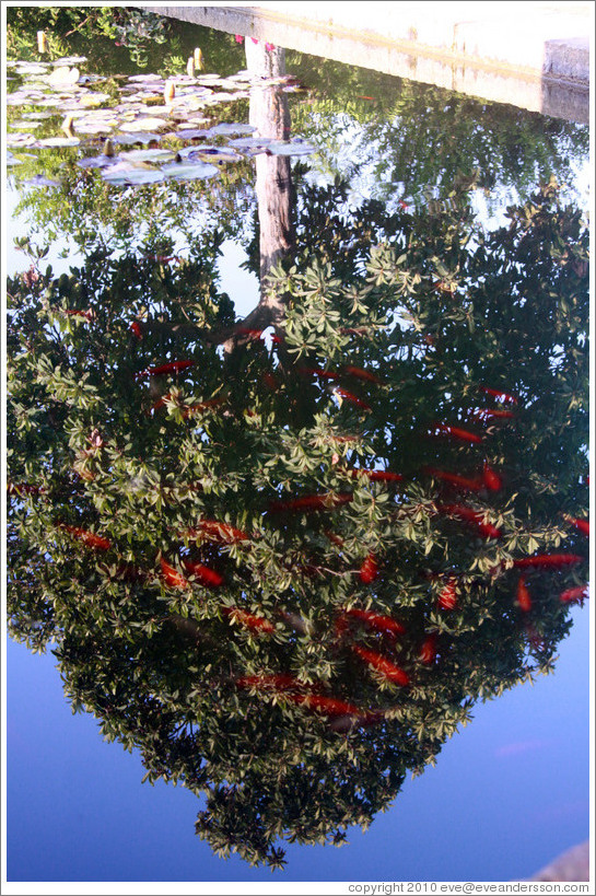 Fish in a pond and a reflected tree, Parador de San Francisco, Alhambra.