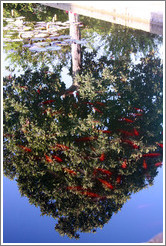 Fish in a pond and a reflected tree, Parador de San Francisco, Alhambra.