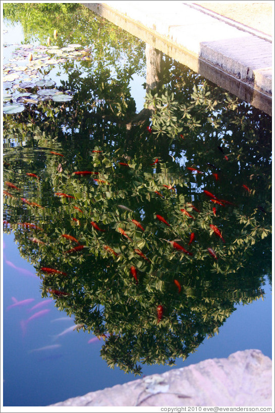 Fish in a pond and a reflected tree, Parador de San Francisco, Alhambra.