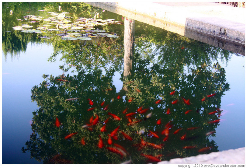 Fish in a pond and a reflected tree, Parador de San Francisco, Alhambra.