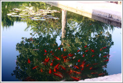 Fish in a pond and a reflected tree, Parador de San Francisco, Alhambra.