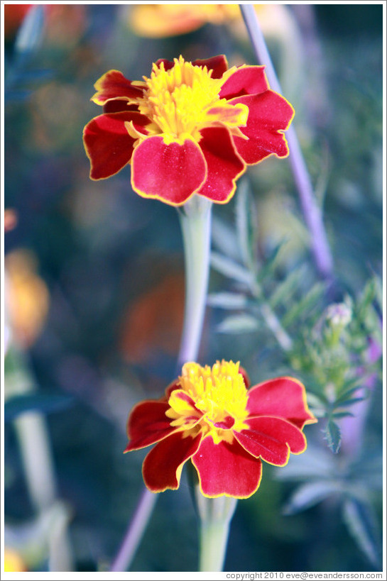 Red and yellow flowers, Parador de San Francisco, Alhambra.