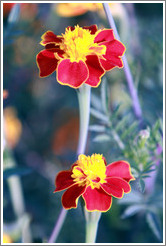 Red and yellow flowers, Parador de San Francisco, Alhambra.