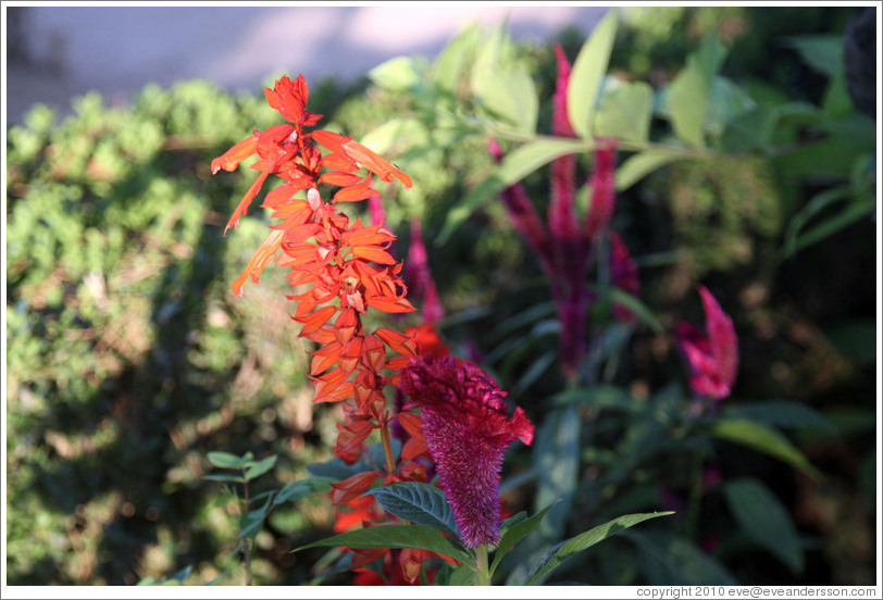 Red flowers, Parador de San Francisco, Alhambra.