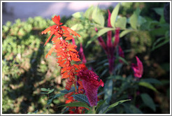 Red flowers, Parador de San Francisco, Alhambra.