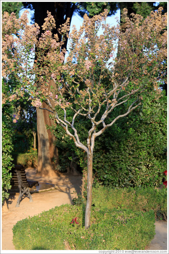 Tree, Parador de San Francisco, Alhambra.