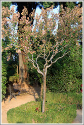 Tree, Parador de San Francisco, Alhambra.