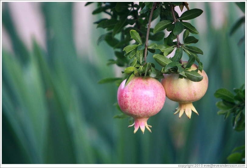 Pomegranates at the Alhambra.