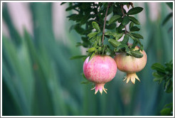 Pomegranates at the Alhambra.