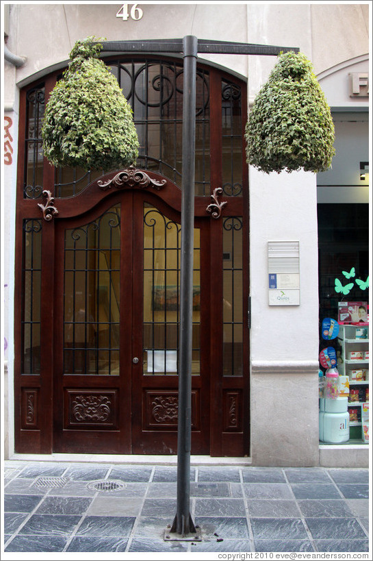 Street lamp covered with leaves, Calle de los Mesones, city center.