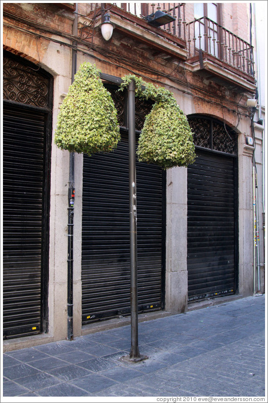 Street lamp covered with leaves, Calle de los Mesones, city center.