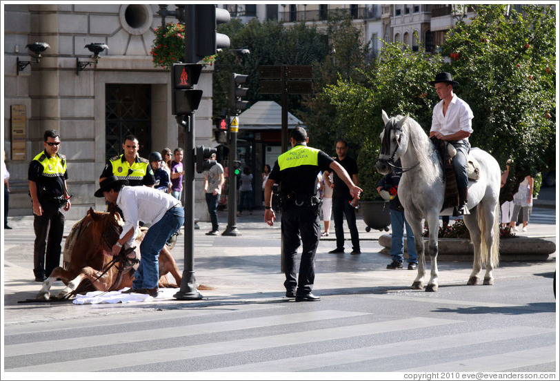 Police help a horse that has fallen stand up. Calle Reyes Cat?os, city center.