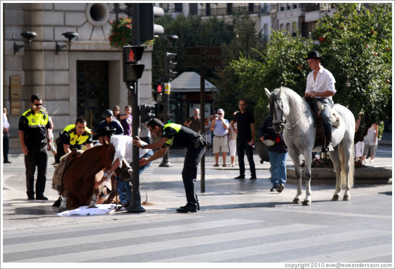 Police help a horse that has fallen stand up. Calle Reyes Cat?os, city center.