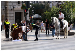 Police help a horse that has fallen stand up. Calle Reyes Cat?os, city center.