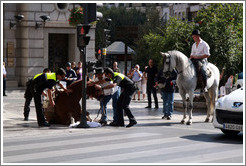 Police help a horse that has fallen stand up. Calle Reyes Cat?os, city center.