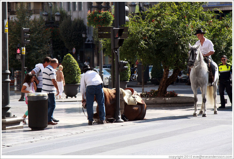 Police help a horse that has fallen stand up. Calle Reyes Cat?os, city center.