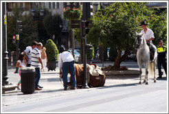Police help a horse that has fallen stand up. Calle Reyes Cat?os, city center.