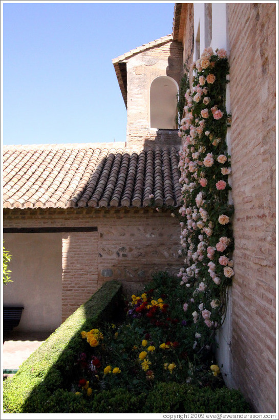 Wall of roses.  Palacio del Generalife.