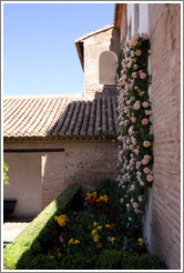 Wall of roses.  Palacio del Generalife.
