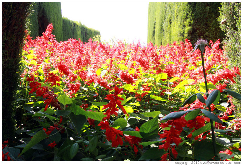 Red flowers, Generalife gardens.