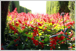 Red flowers, Generalife gardens.