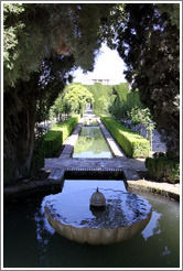 Fountain and arc of trees.  Generalife.