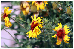 Red and yellow flowers, Generalife gardens.