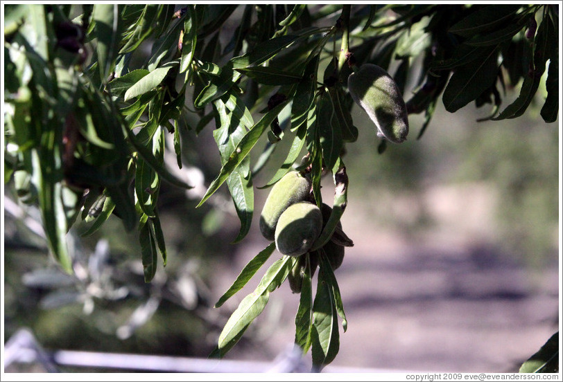 Almonds growing on a tree.  Nig?elas, Granada province.