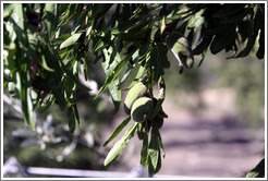 Almonds growing on a tree.  Nig?elas, Granada province.