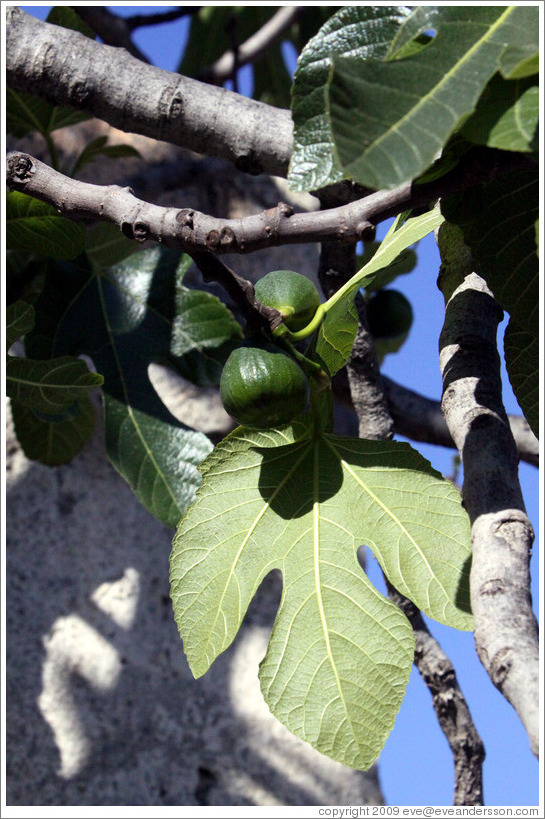 Figs growing on a tree.  Nig?elas, Granada province.