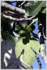 Figs growing on a tree.  Nig?elas, Granada province.