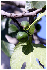 Figs growing on a tree.  Nig?elas, Granada province.