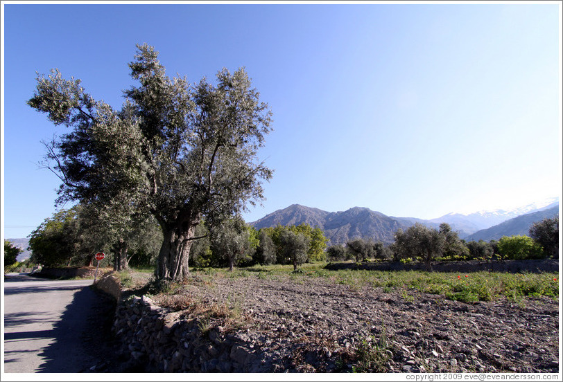 300-year-old olive tree.  Nig?elas, Granada province.