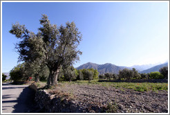 300-year-old olive tree.  Nig?elas, Granada province.