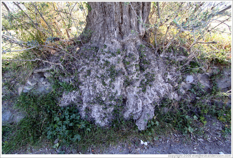 Roots of an olive tree.  Nig?elas, Granada province.