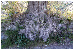 Roots of an olive tree.  Nig?elas, Granada province.