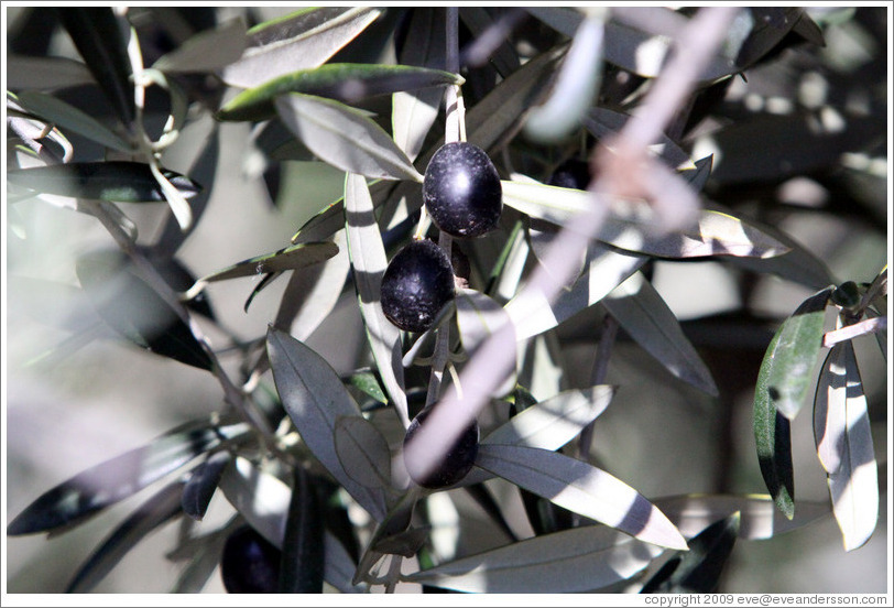 Olives growing on a tree.  Nig?elas, Granada province.