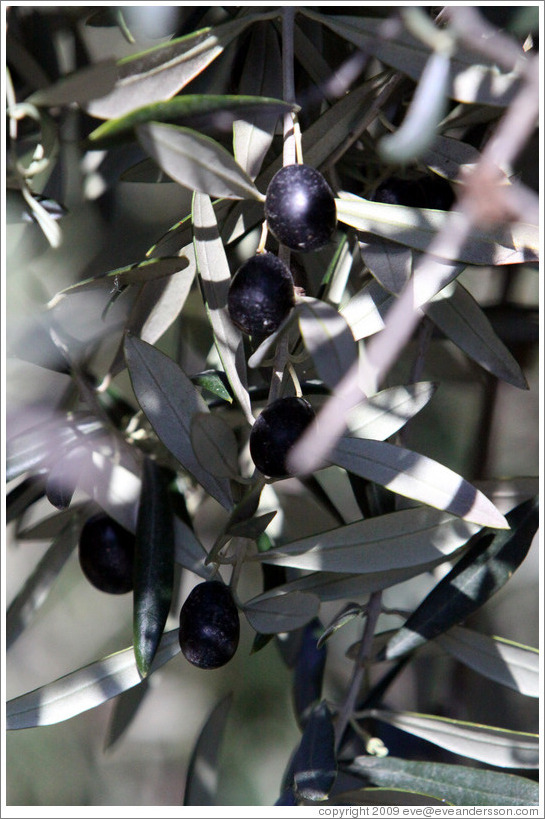 Olives growing on a tree.  Nig?elas, Granada province.