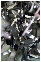 Olives growing on a tree.  Nig?elas, Granada province.