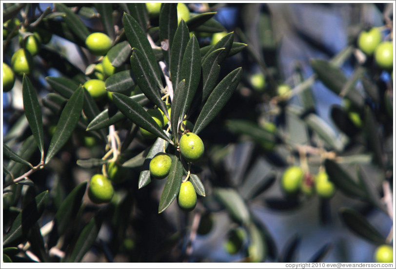 Olives growing on a tree. Nig?elas, Granada province.