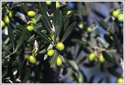 Olives growing on a tree. Nig?elas, Granada province.