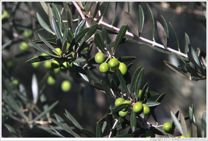 Olives growing on a tree. Nig?elas, Granada province.
