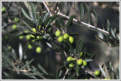 Olives growing on a tree. Nig?elas, Granada province.