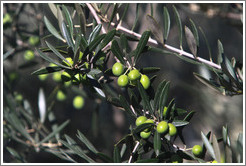 Olives growing on a tree. Nig?elas, Granada province.