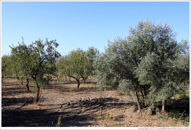 Olives trees. Nig?elas, Granada province.